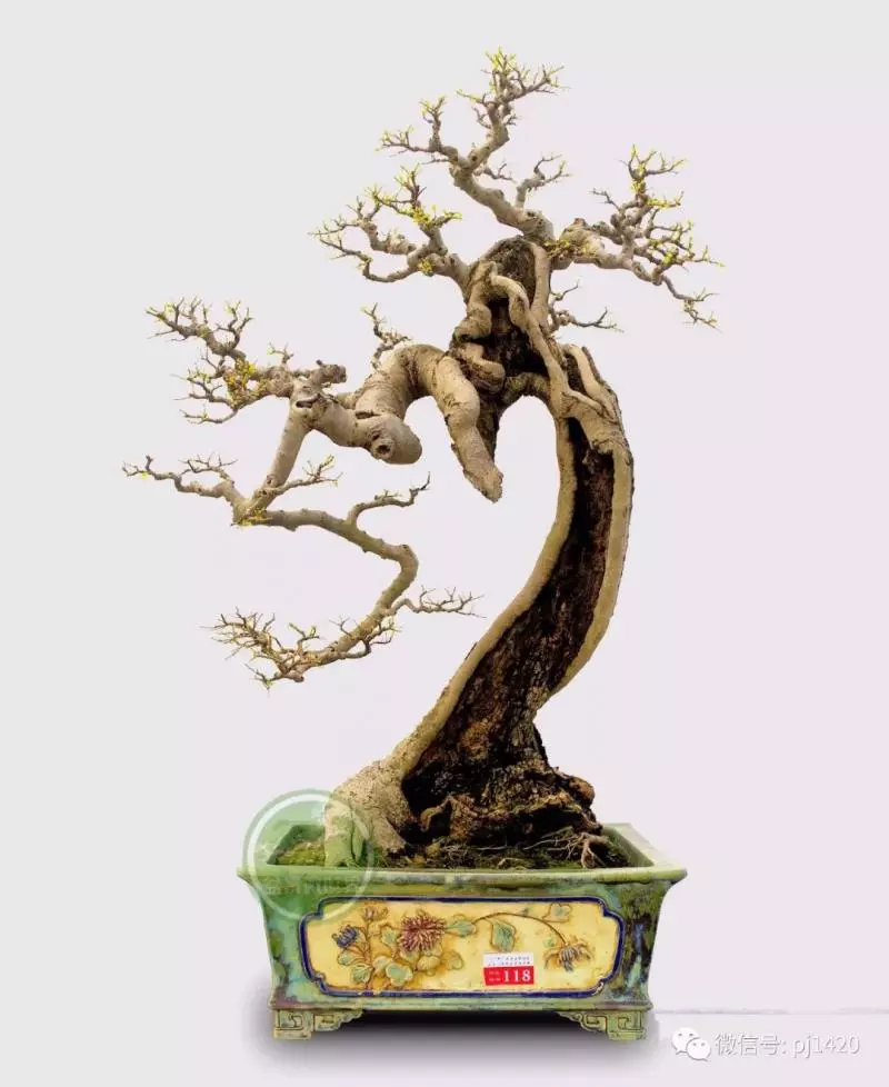 醜樹樁也能成美景!