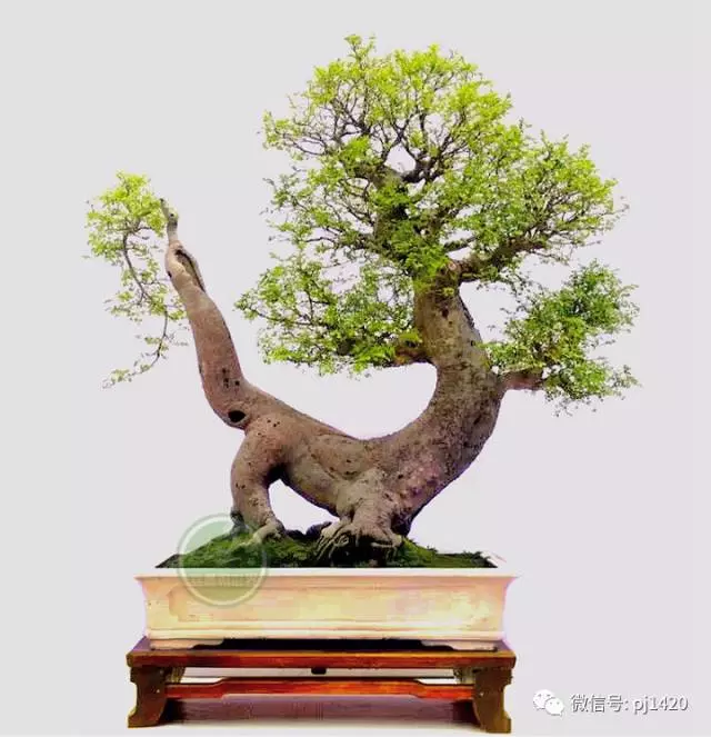 醜樹樁也能成美景!