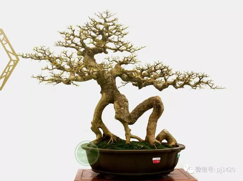 醜樹樁也能成美景!