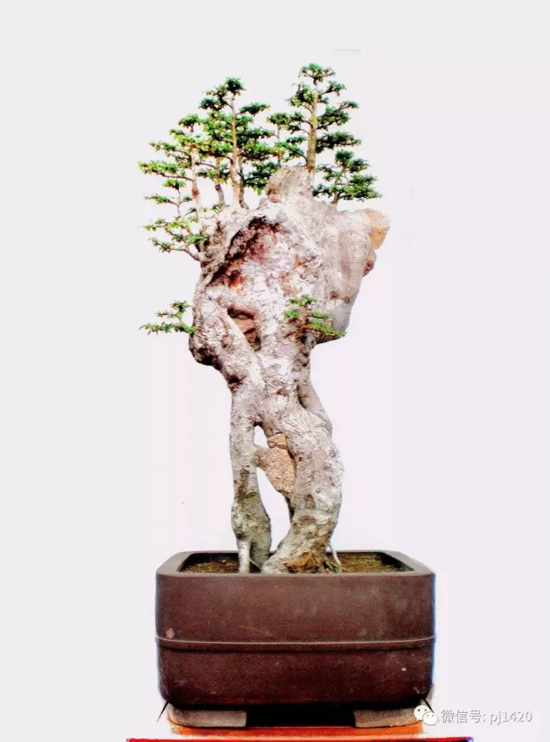 醜樹樁也能成美景!