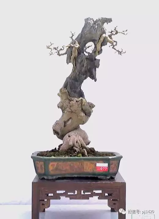 醜樹樁也能成美景!