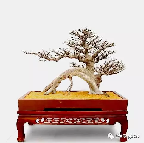 醜樹樁也能成美景!