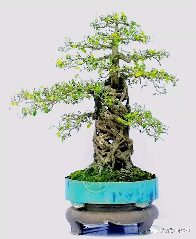 醜樹樁也能成美景!