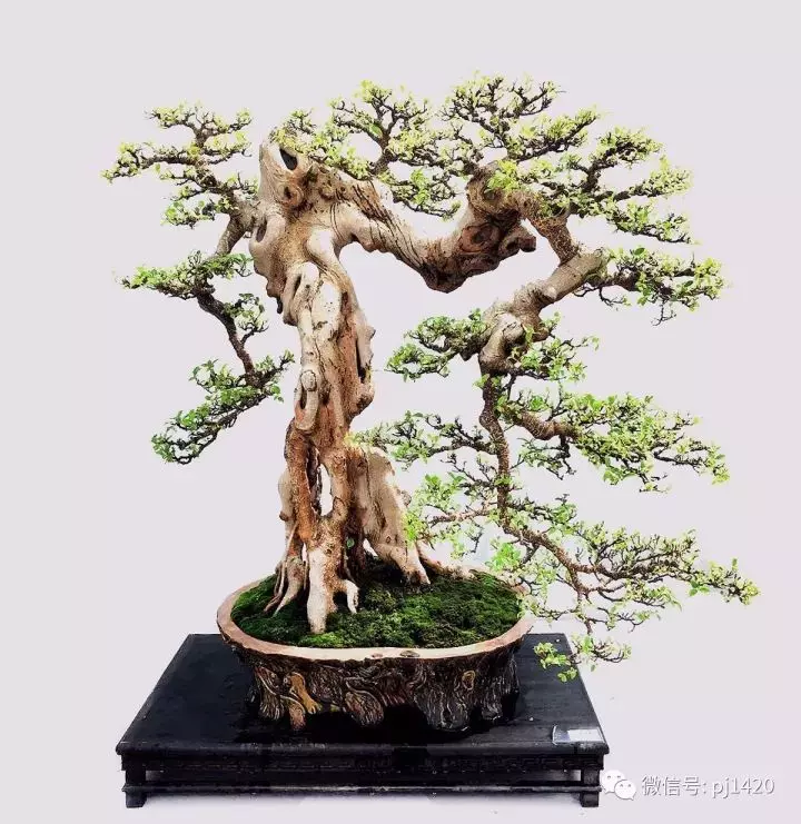 醜樹樁也能成美景!