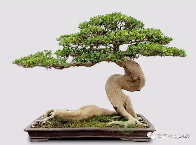 醜樹樁也能成美景!