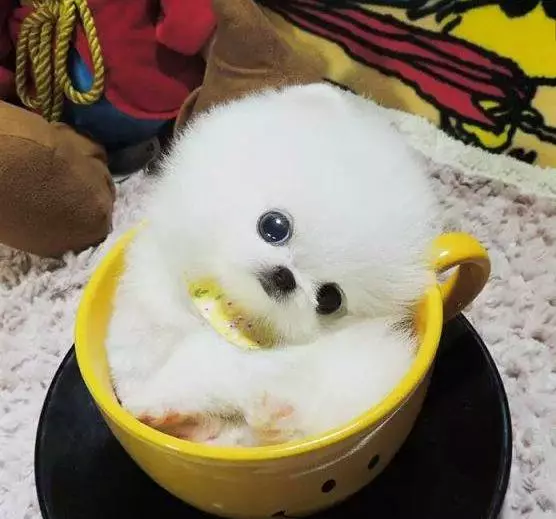最燒錢的狗!越小越貴,每月花費至少一兩萬,還很容易夭折