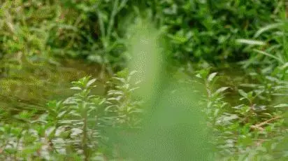 世界上最小的一種貓。網友:想養的怕是飄了,這可是牢底坐穿貓