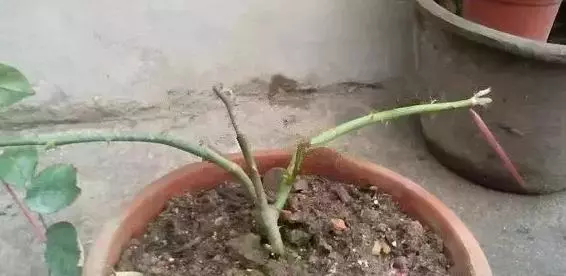 月季文竹……咔嚓一剪刀,花朵咕嚕嚕冒不停!