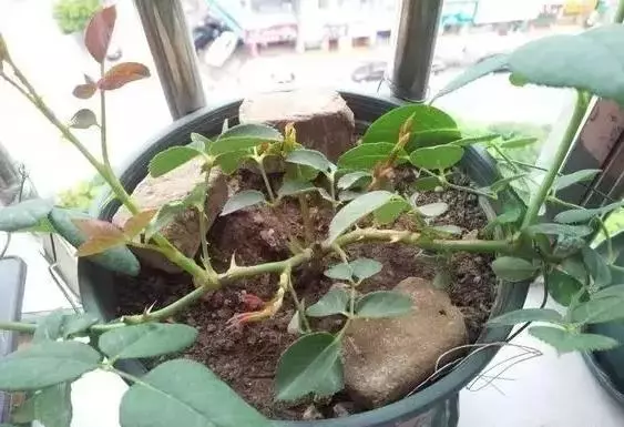 月季文竹……咔嚓一剪刀,花朵咕嚕嚕冒不停!