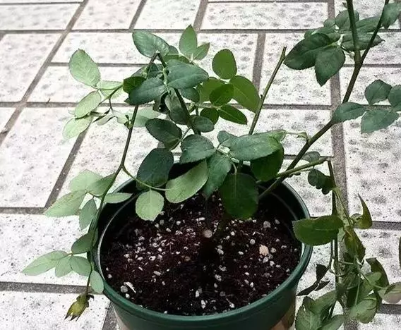 月季文竹……咔嚓一剪刀,花朵咕嚕嚕冒不停!