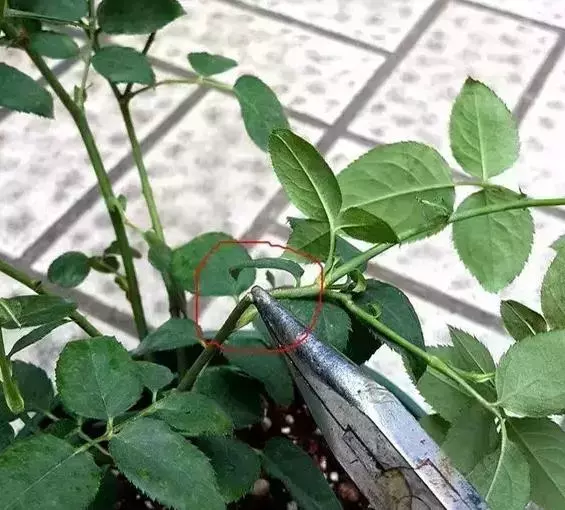 月季文竹……咔嚓一剪刀,花朵咕嚕嚕冒不停!