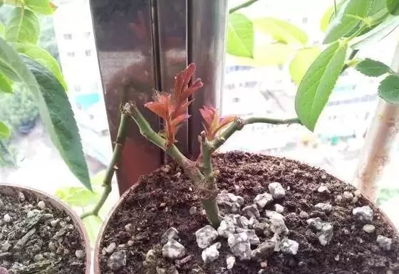 月季文竹……咔嚓一剪刀,花朵咕嚕嚕冒不停!