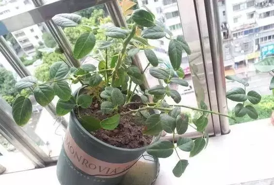 月季文竹……咔嚓一剪刀,花朵咕嚕嚕冒不停!