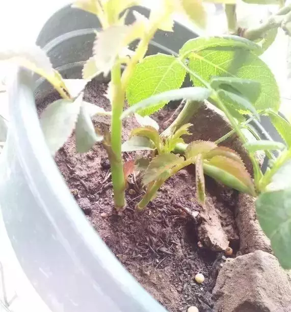 月季文竹……咔嚓一剪刀,花朵咕嚕嚕冒不停!