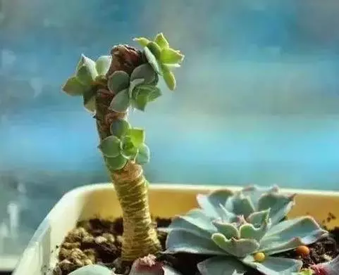 月季文竹……咔嚓一剪刀,花朵咕嚕嚕冒不停!