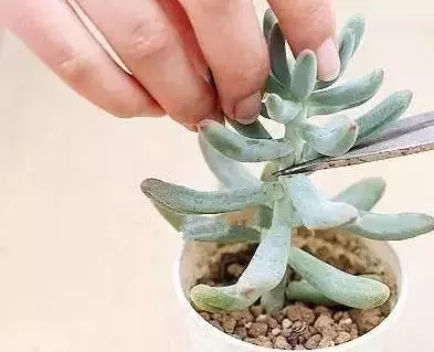 月季文竹……咔嚓一剪刀,花朵咕嚕嚕冒不停!