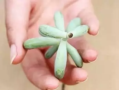 月季文竹……咔嚓一剪刀,花朵咕嚕嚕冒不停!