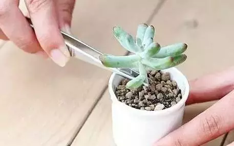 月季文竹……咔嚓一剪刀,花朵咕嚕嚕冒不停!