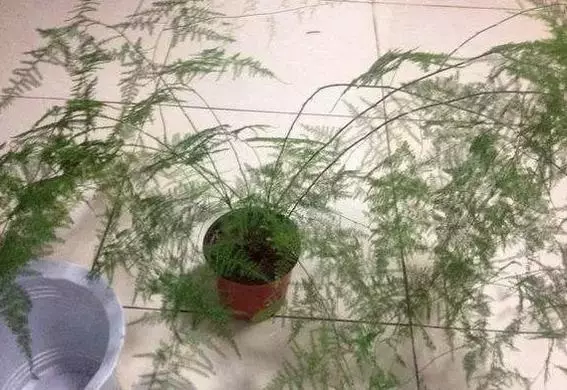 月季文竹……咔嚓一剪刀,花朵咕嚕嚕冒不停!