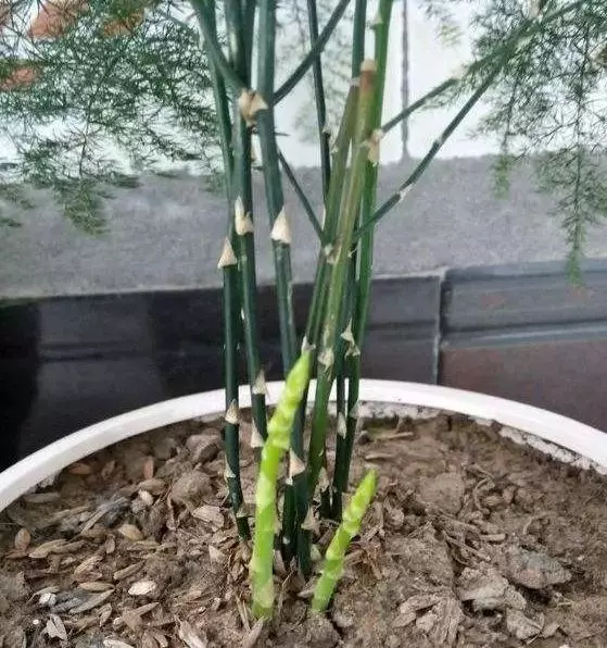 月季文竹……咔嚓一剪刀,花朵咕嚕嚕冒不停!