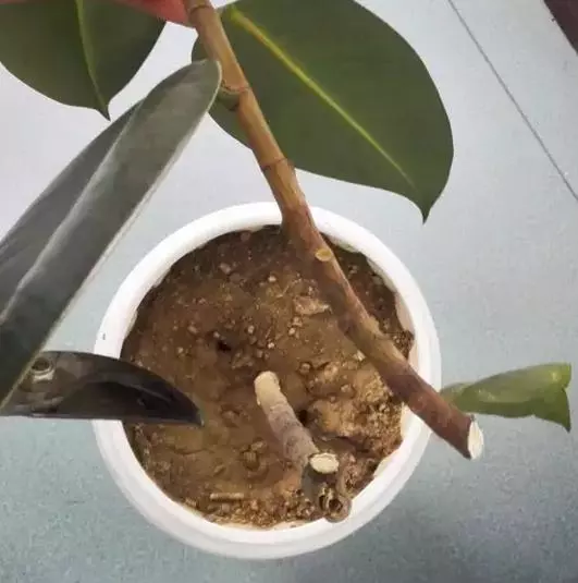 月季文竹……咔嚓一剪刀,花朵咕嚕嚕冒不停!