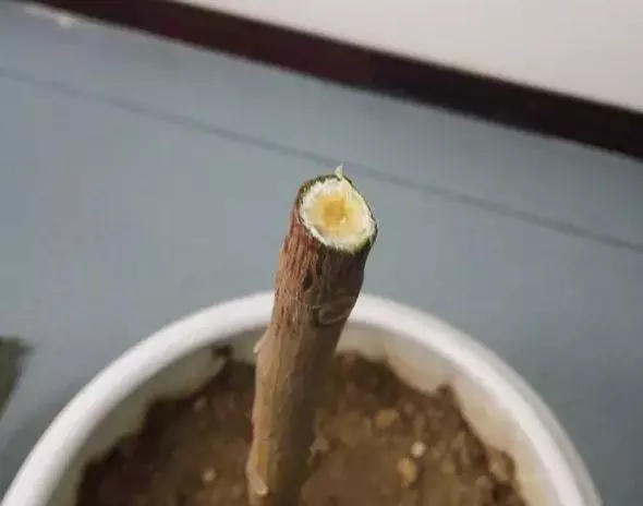 月季文竹……咔嚓一剪刀,花朵咕嚕嚕冒不停!