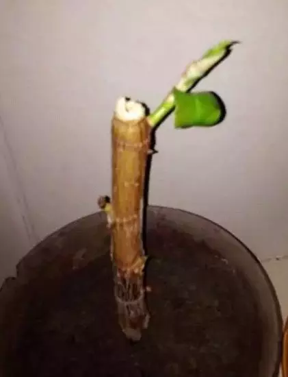 月季文竹……咔嚓一剪刀,花朵咕嚕嚕冒不停!