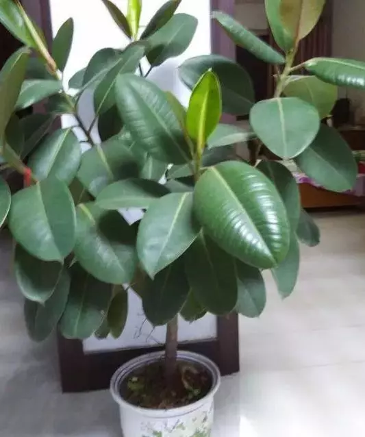 月季文竹……咔嚓一剪刀,花朵咕嚕嚕冒不停!