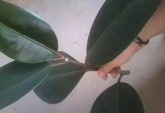 月季文竹……咔嚓一剪刀,花朵咕嚕嚕冒不停!