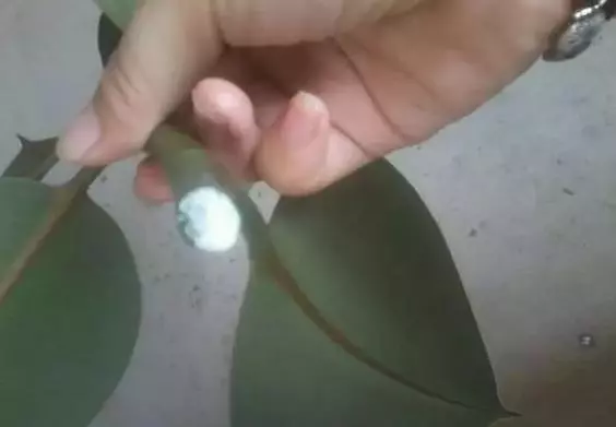 月季文竹……咔嚓一剪刀,花朵咕嚕嚕冒不停!