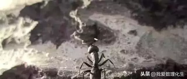 為何說螞蟻是二維生物?原來這隱藏著一個空間的秘密,答案很顛覆