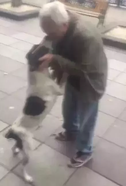 感動!毛孩走失三年,高齡老人堅持尋找三年,街頭認出主人後嗚咽不止!