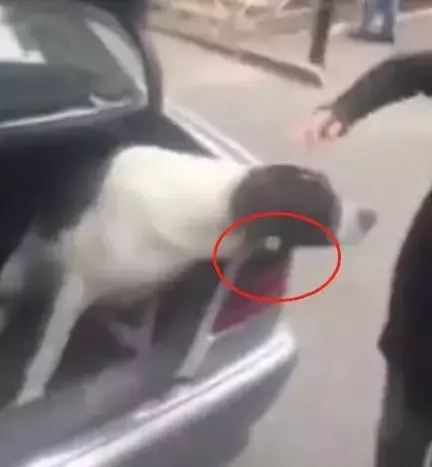 感動!毛孩走失三年,高齡老人堅持尋找三年,街頭認出主人後嗚咽不止!