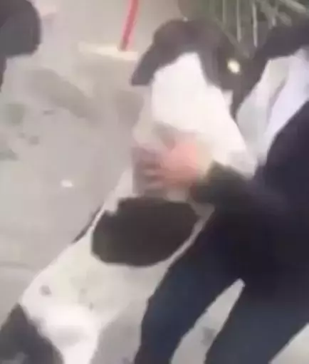 感動!毛孩走失三年,高齡老人堅持尋找三年,街頭認出主人後嗚咽不止!