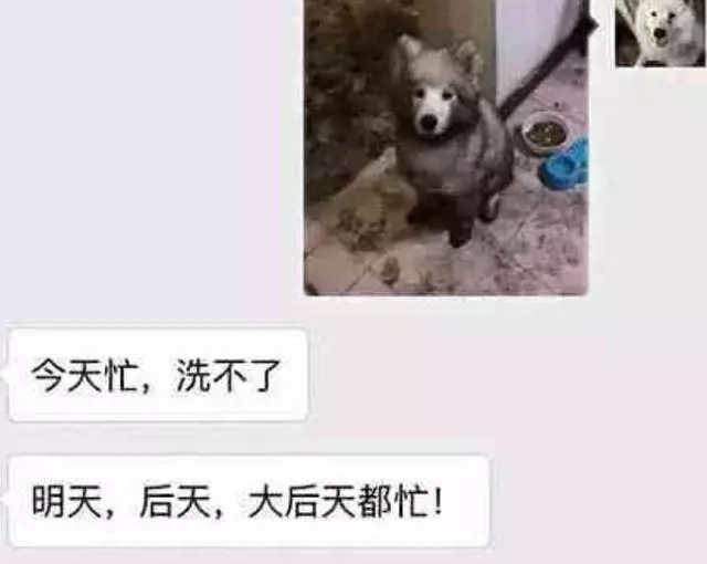 薩摩耶要去寵物店洗澡,店主看到照片直接拒絕:我一直很忙,洗不了!