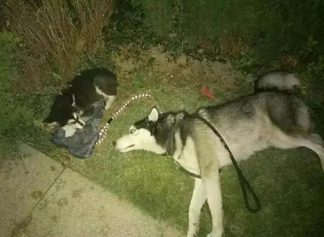 一隻將要去汪星球阿拉斯加,被二哈發現後,阿拉斯加從此生命逆轉!