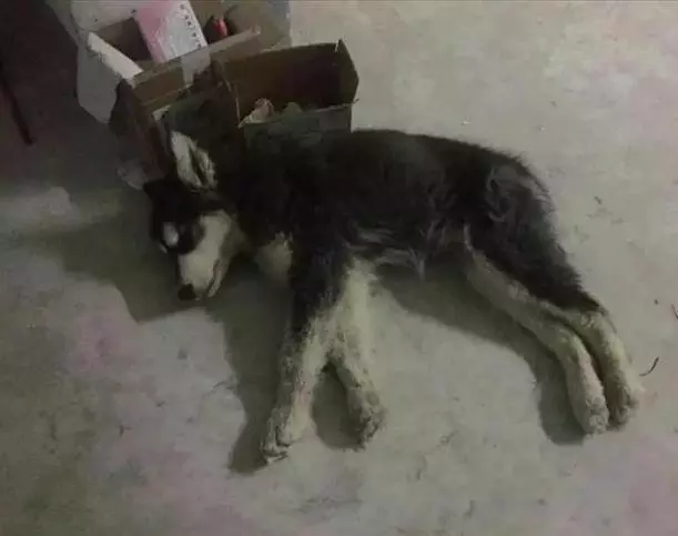 一隻將要去汪星球阿拉斯加,被二哈發現後,阿拉斯加從此生命逆轉!