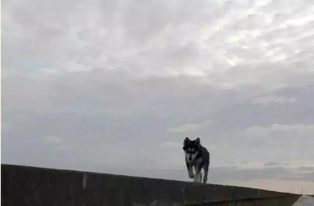一隻將要去汪星球阿拉斯加,被二哈發現後,阿拉斯加從此生命逆轉!