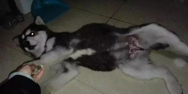 一隻將要去汪星球阿拉斯加,被二哈發現後,阿拉斯加從此生命逆轉!
