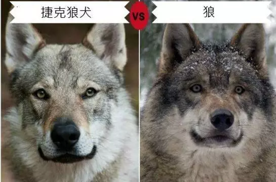 世界最貴的狗,養過一次可以吹一輩子