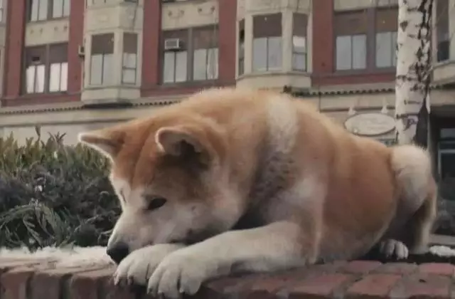 忠犬在路中央等待80天,可主人早已離開人間,狗狗:餘生等你
