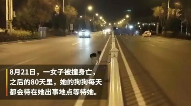 忠犬在路中央等待80天,可主人早已離開人間,狗狗:餘生等你