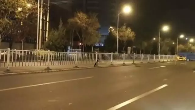 忠犬在路中央等待80天,可主人早已離開人間,狗狗:餘生等你