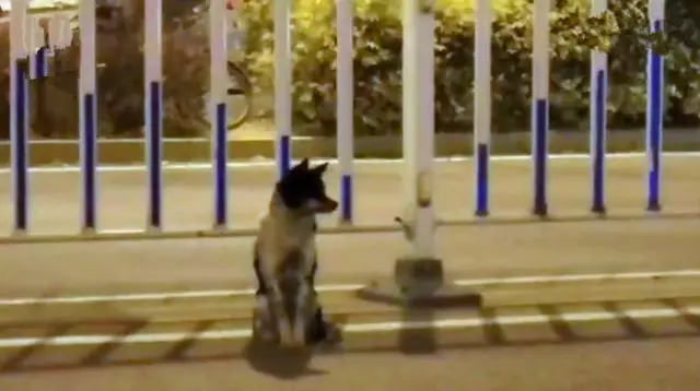 忠犬在路中央等待80天,可主人早已離開人間,狗狗:餘生等你