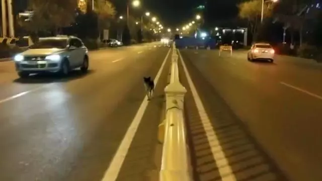 忠犬在路中央等待80天,可主人早已離開人間,狗狗:餘生等你
