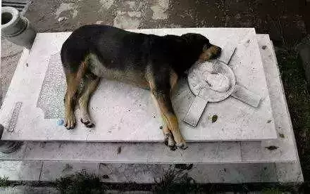 忠犬在路中央等待80天,可主人早已離開人間,狗狗:餘生等你