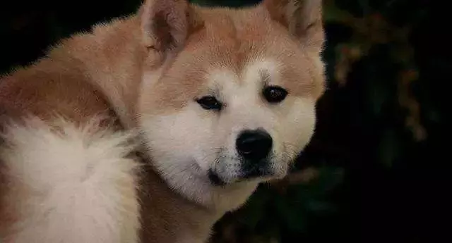 忠犬在路中央等待80天,可主人早已離開人間,狗狗:餘生等你