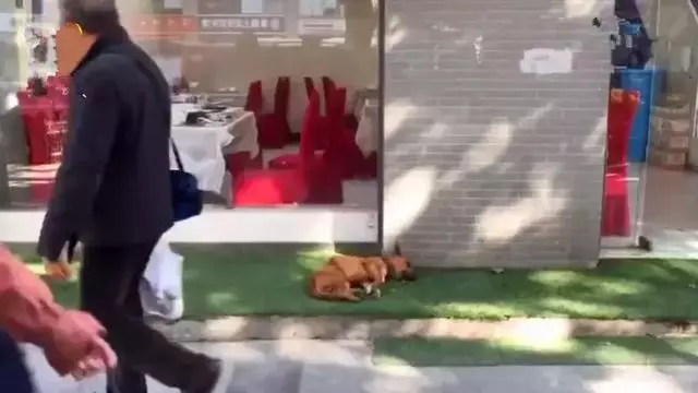 田園犬悲傷絕食而暴瘦,主人為它續命打葡萄糖,可仍無法拯救愛犬