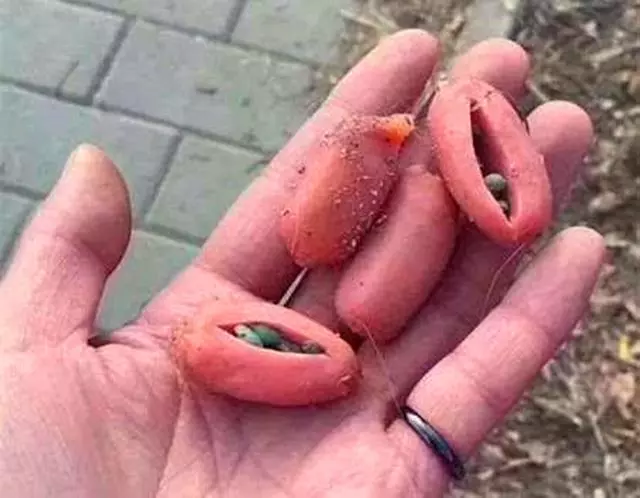 田園犬悲傷絕食而暴瘦,主人為它續命打葡萄糖,可仍無法拯救愛犬