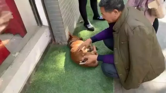 田園犬悲傷絕食而暴瘦,主人為它續命打葡萄糖,可仍無法拯救愛犬